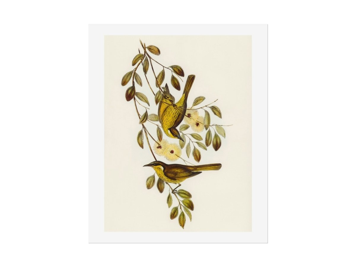 Varied Honey - eater Illustration | P141 - Single Art Prints - Piccolo Fiore Prints