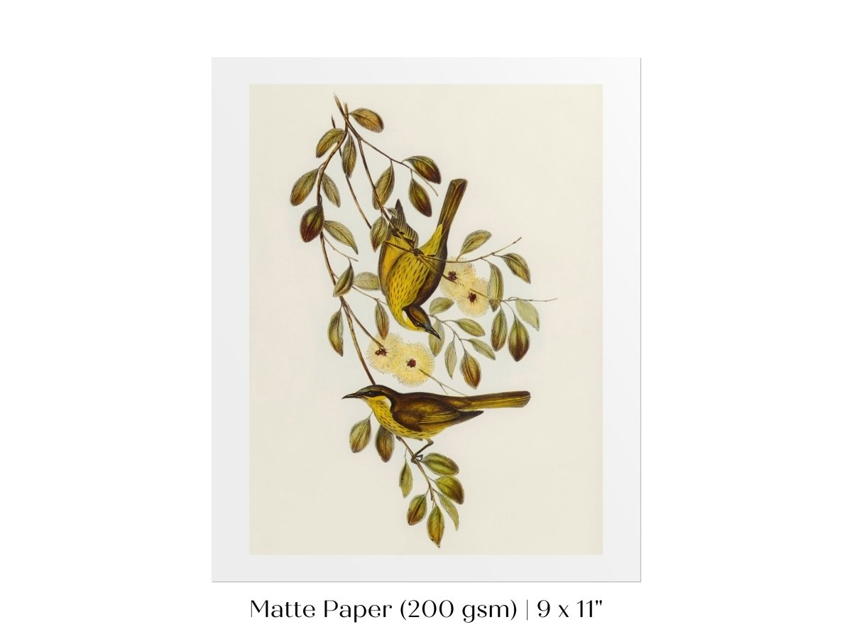 Varied Honey - eater Illustration | P141 - Single Art Prints - Piccolo Fiore Prints
