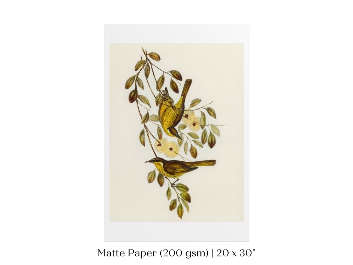 Varied Honey - eater Illustration | P141 - Single Art Prints - Piccolo Fiore Prints