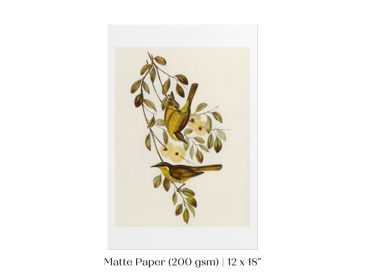Varied Honey - eater Illustration | P141 - Single Art Prints - Piccolo Fiore Prints