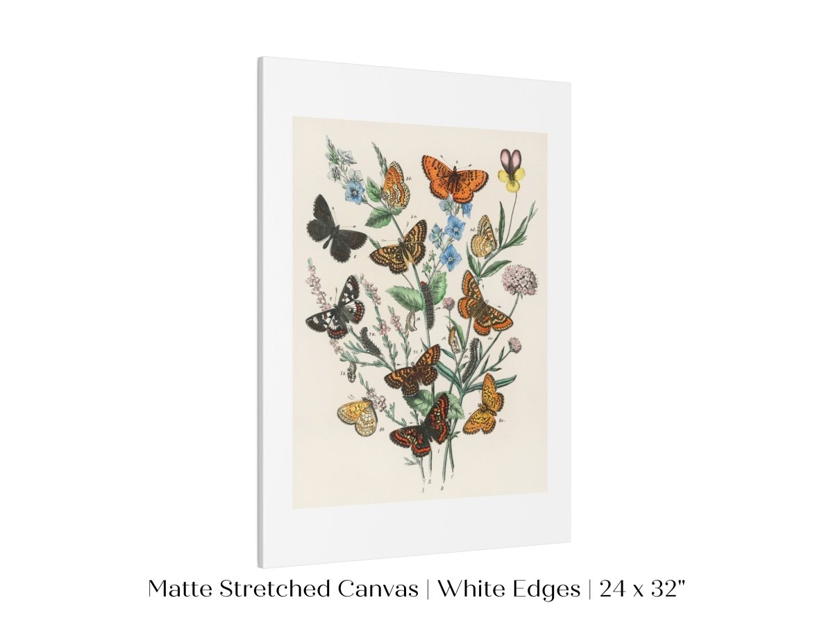 Vintage Butterfly and Caterpillar Art Print | Botanical Wall Art | Flowers and Butterflies Illustration | Instant DIGITAL DOWNLOAD | P28 - Single Art Prints - Piccolo Fiore Prints