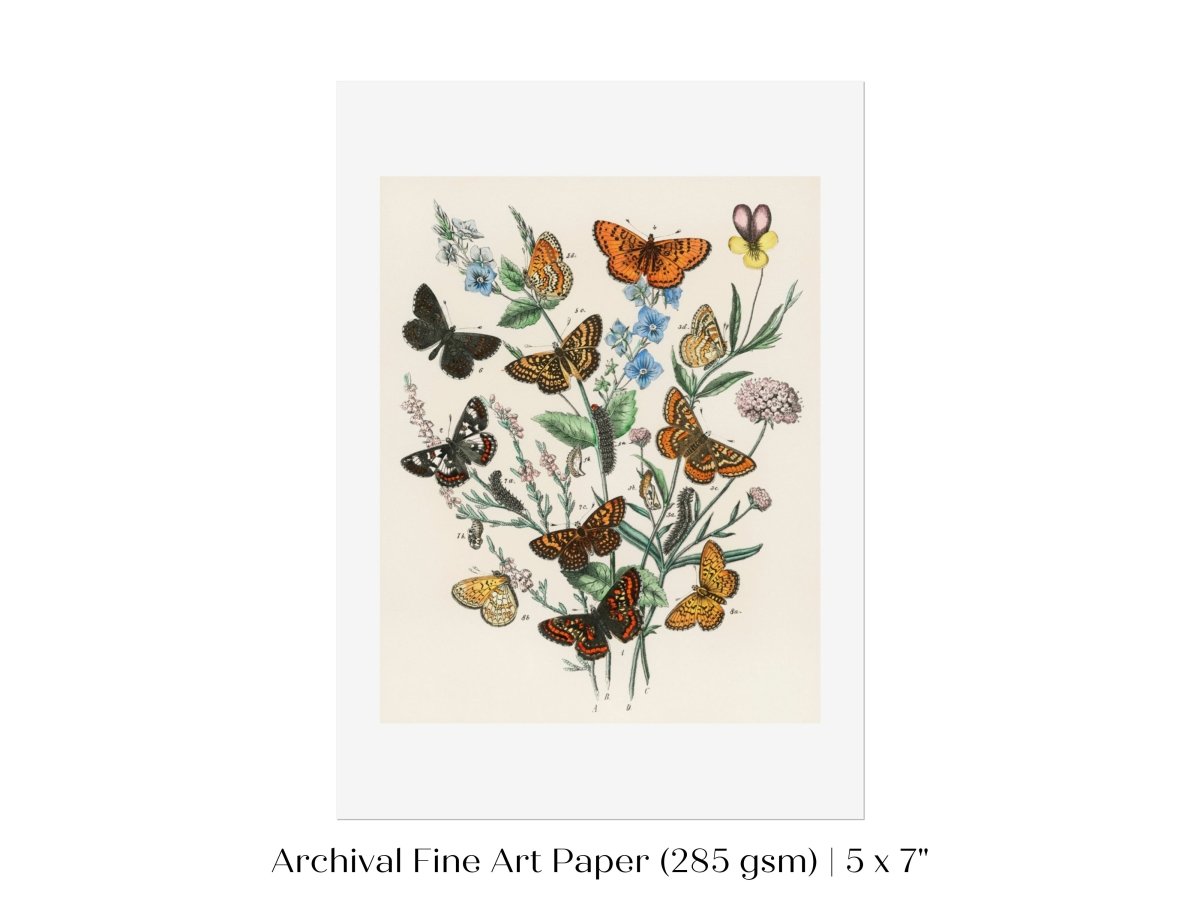 Vintage Butterfly and Caterpillar Art Print | Botanical Wall Art | Flowers and Butterflies Illustration | Instant DIGITAL DOWNLOAD | P28 - Single Art Prints - Piccolo Fiore Prints