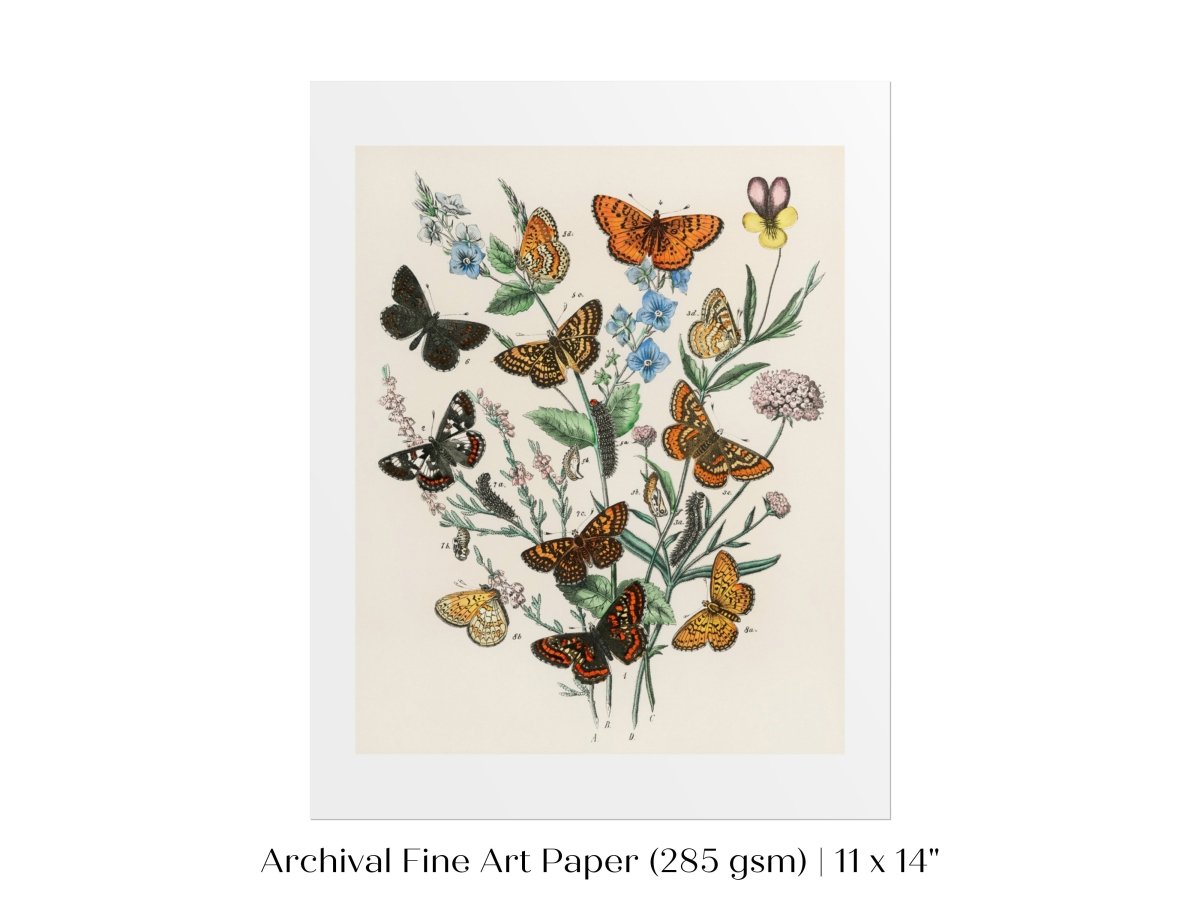 Vintage Butterfly and Caterpillar Art Print | Botanical Wall Art | Flowers and Butterflies Illustration | Instant DIGITAL DOWNLOAD | P28 - Single Art Prints - Piccolo Fiore Prints