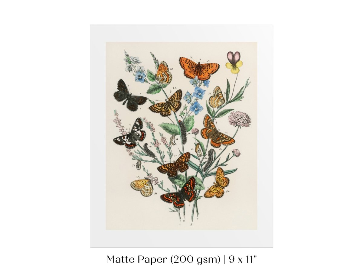 Vintage Butterfly and Caterpillar Art Print | Botanical Wall Art | Flowers and Butterflies Illustration | Instant DIGITAL DOWNLOAD | P28 - Single Art Prints - Piccolo Fiore Prints