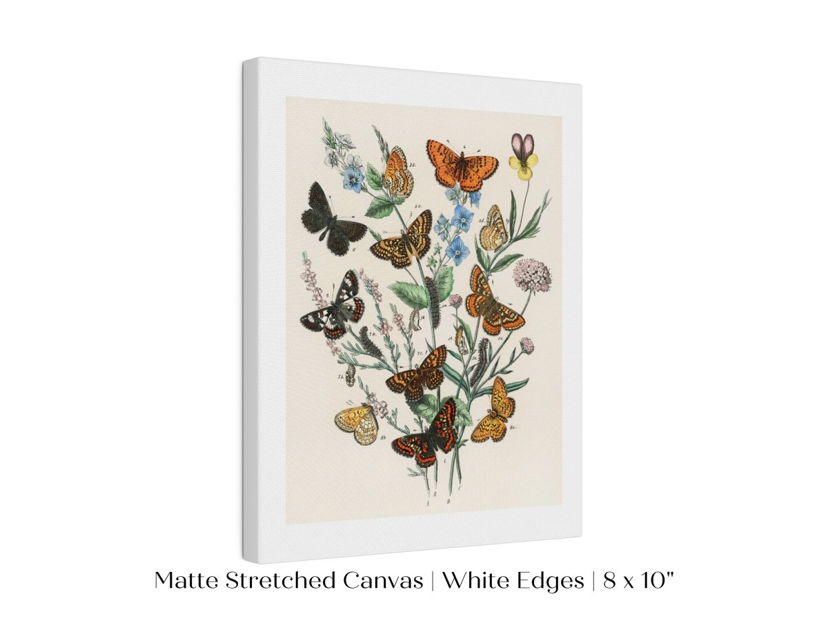 Vintage Butterfly and Caterpillar Art Print | Botanical Wall Art | Flowers and Butterflies Illustration | Instant DIGITAL DOWNLOAD | P28 - Single Art Prints - Piccolo Fiore Prints