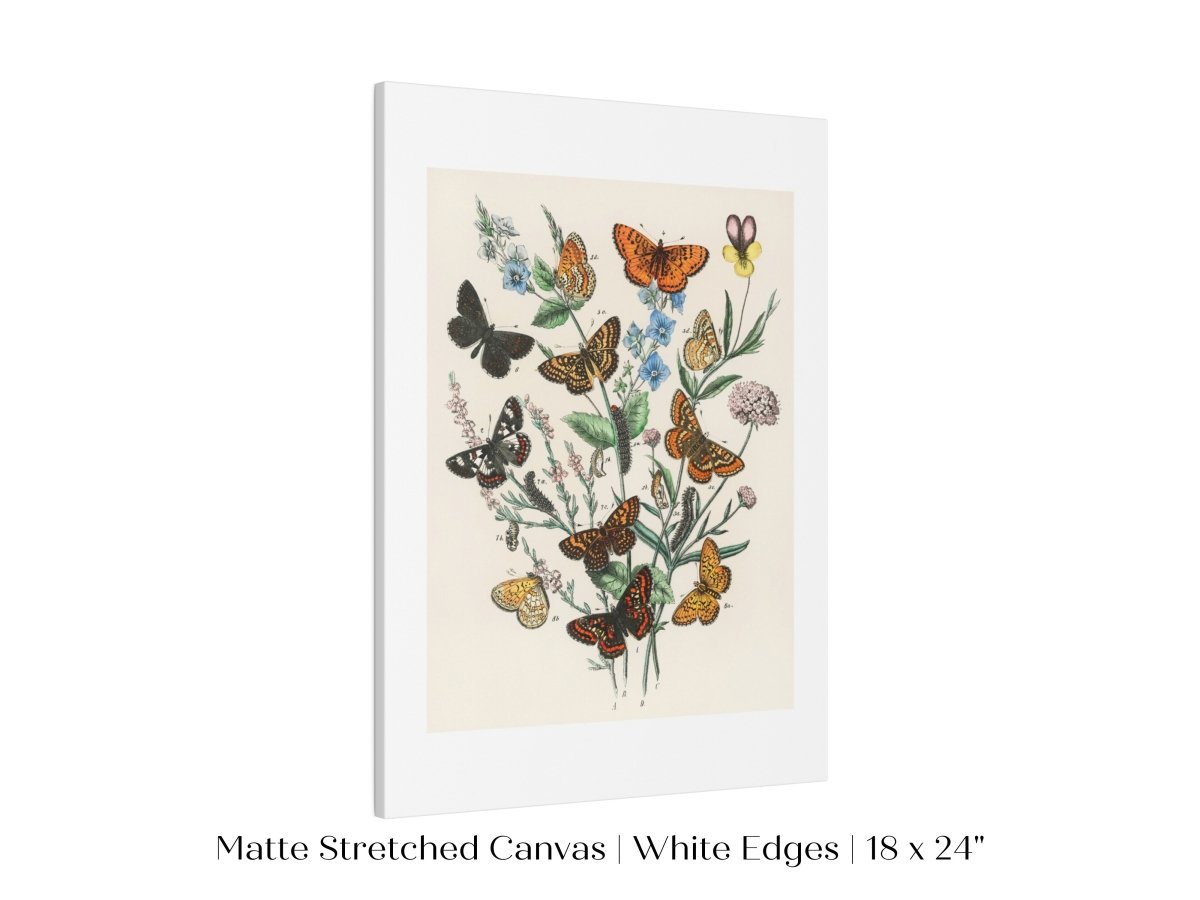 Vintage Butterfly and Caterpillar Art Print | Botanical Wall Art | Flowers and Butterflies Illustration | Instant DIGITAL DOWNLOAD | P28 - Single Art Prints - Piccolo Fiore Prints