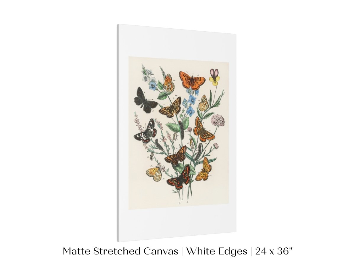 Vintage Butterfly and Caterpillar Art Print | Botanical Wall Art | Flowers and Butterflies Illustration | Instant DIGITAL DOWNLOAD | P28 - Single Art Prints - Piccolo Fiore Prints
