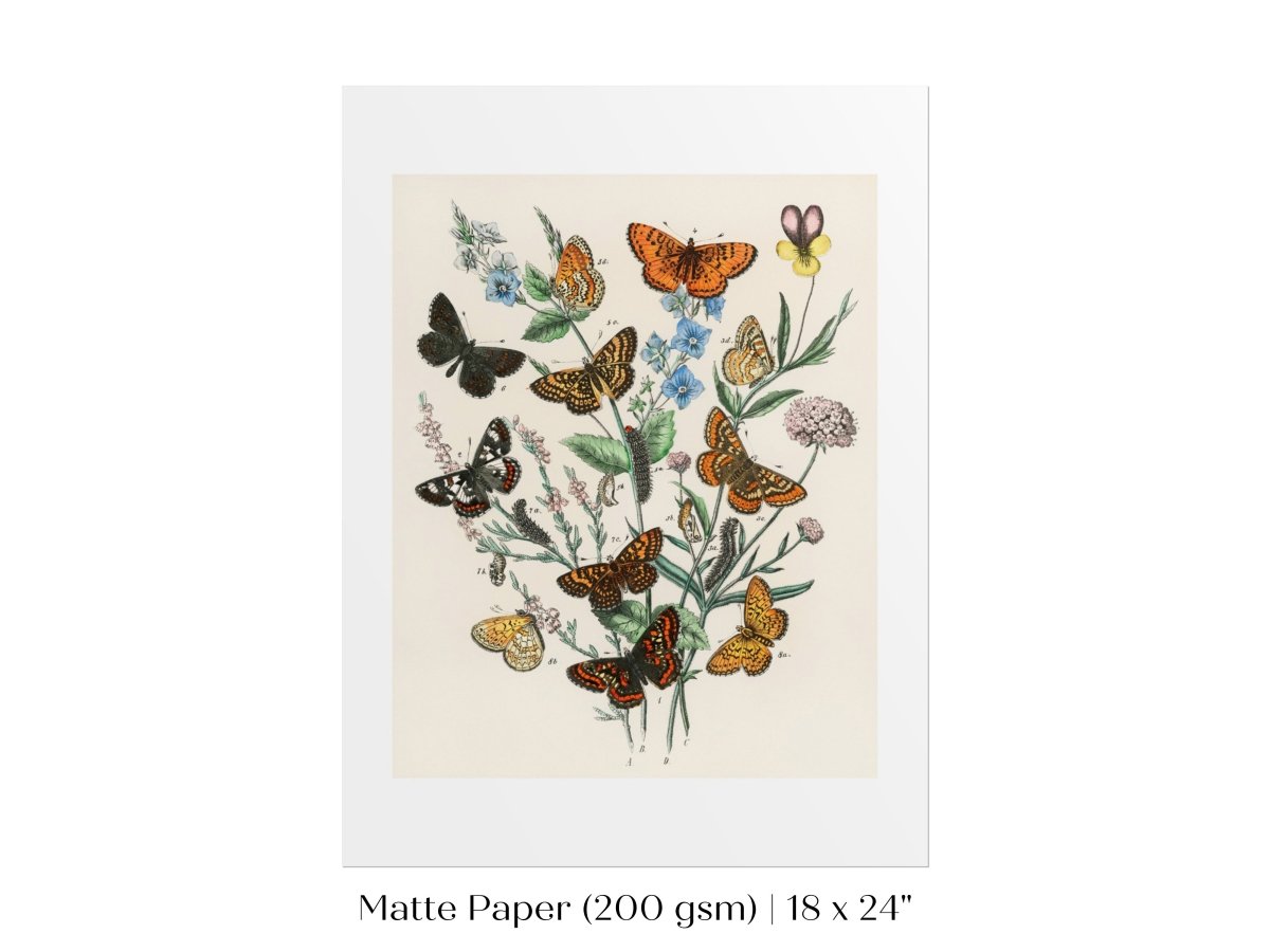 Vintage Butterfly and Caterpillar Art Print | Botanical Wall Art | Flowers and Butterflies Illustration | Instant DIGITAL DOWNLOAD | P28 - Single Art Prints - Piccolo Fiore Prints