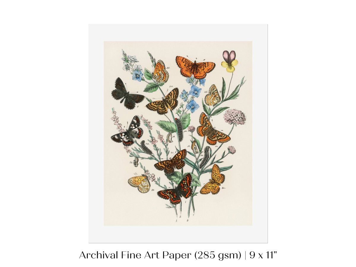 Vintage Butterfly and Caterpillar Art Print | Botanical Wall Art | Flowers and Butterflies Illustration | Instant DIGITAL DOWNLOAD | P28 - Single Art Prints - Piccolo Fiore Prints