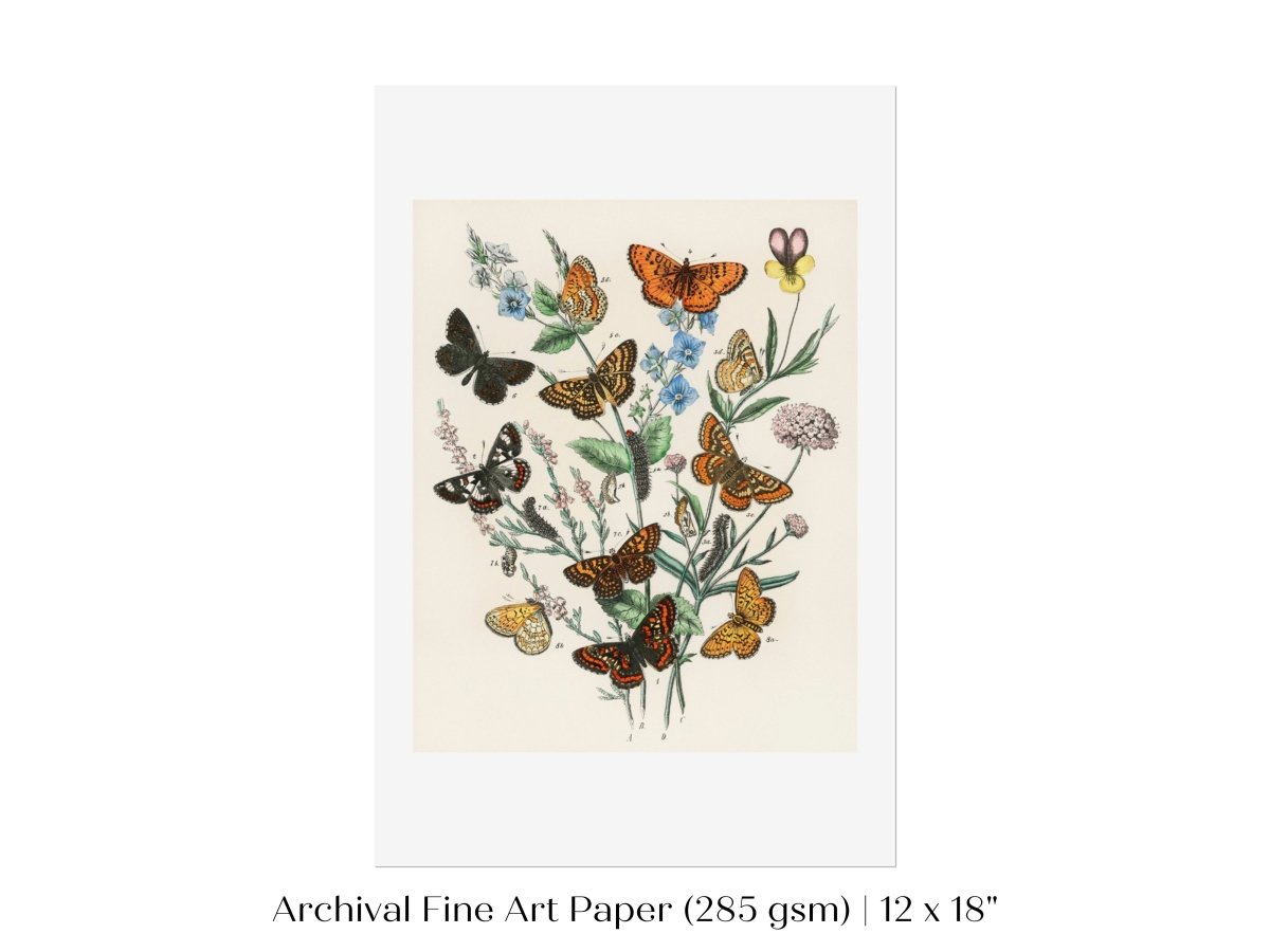 Vintage Butterfly and Caterpillar Art Print | Botanical Wall Art | Flowers and Butterflies Illustration | Instant DIGITAL DOWNLOAD | P28 - Single Art Prints - Piccolo Fiore Prints
