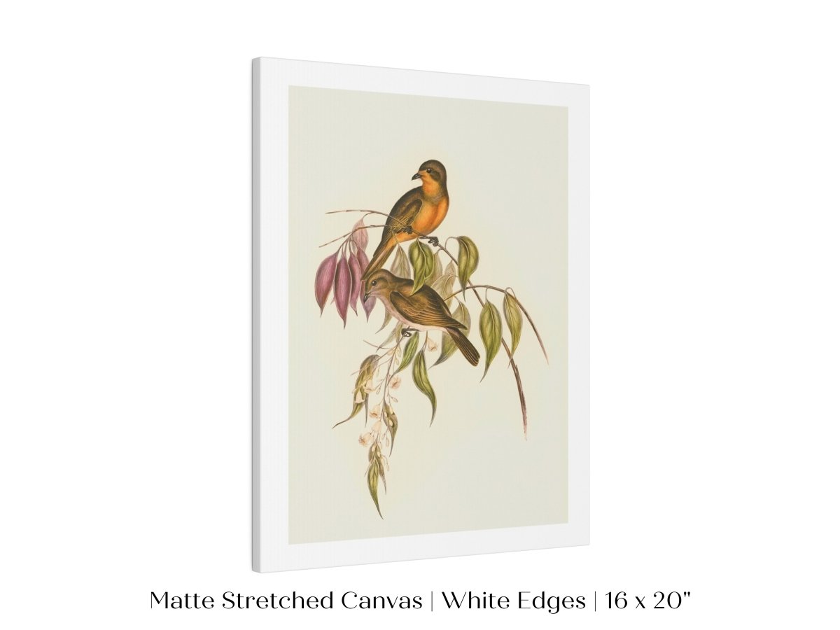 Whistler Bird Illustration | P327 - Single Art Prints - Piccolo Fiore Prints