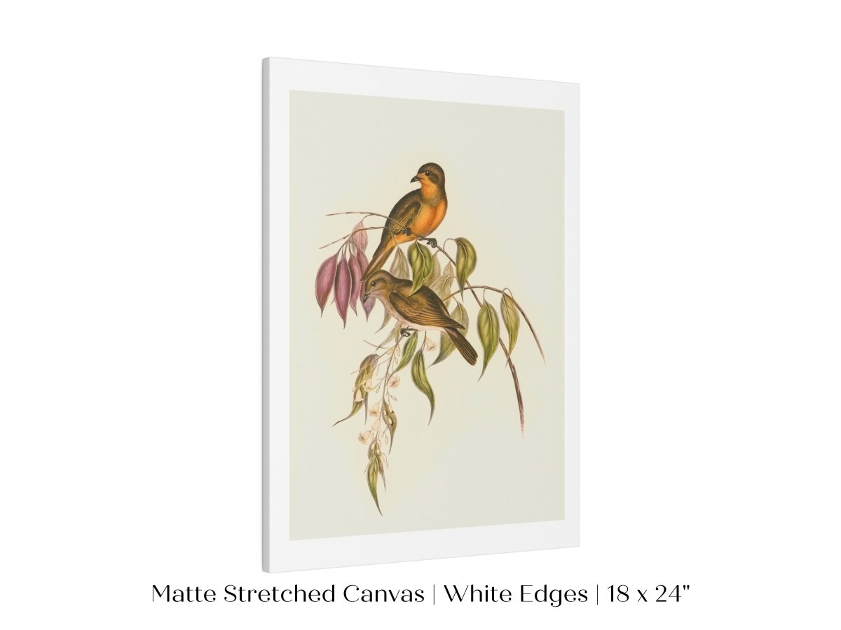 Whistler Bird Illustration | P327 - Single Art Prints - Piccolo Fiore Prints