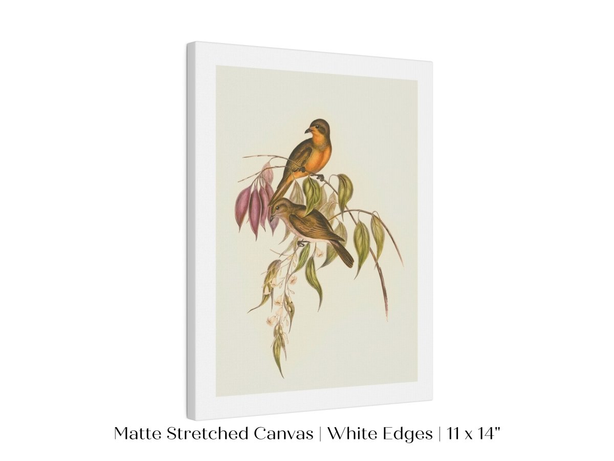 Whistler Bird Illustration | P327 - Single Art Prints - Piccolo Fiore Prints