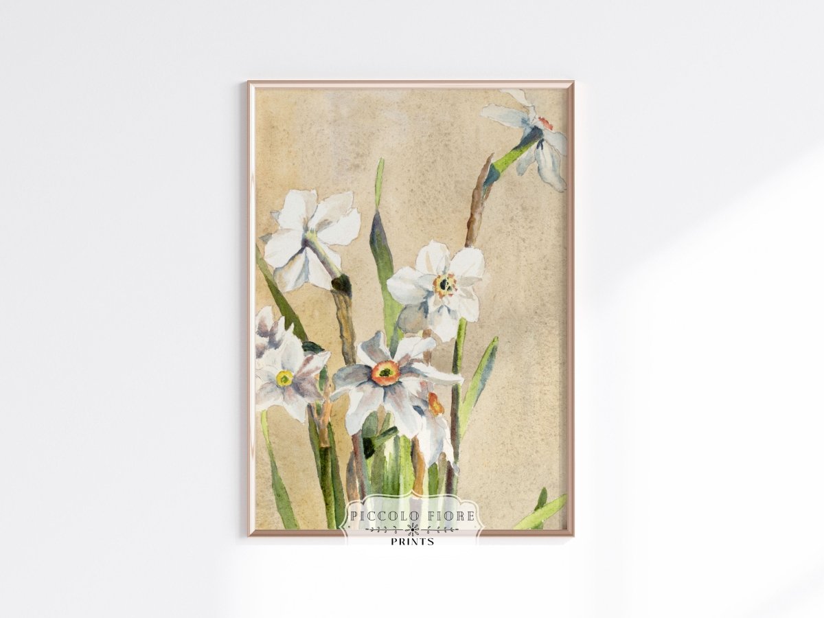 White Narcissus | P77 - Single Art Prints - Piccolo Fiore Prints