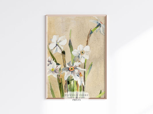 White Narcissus | P77 - Single Art Prints - Piccolo Fiore Prints