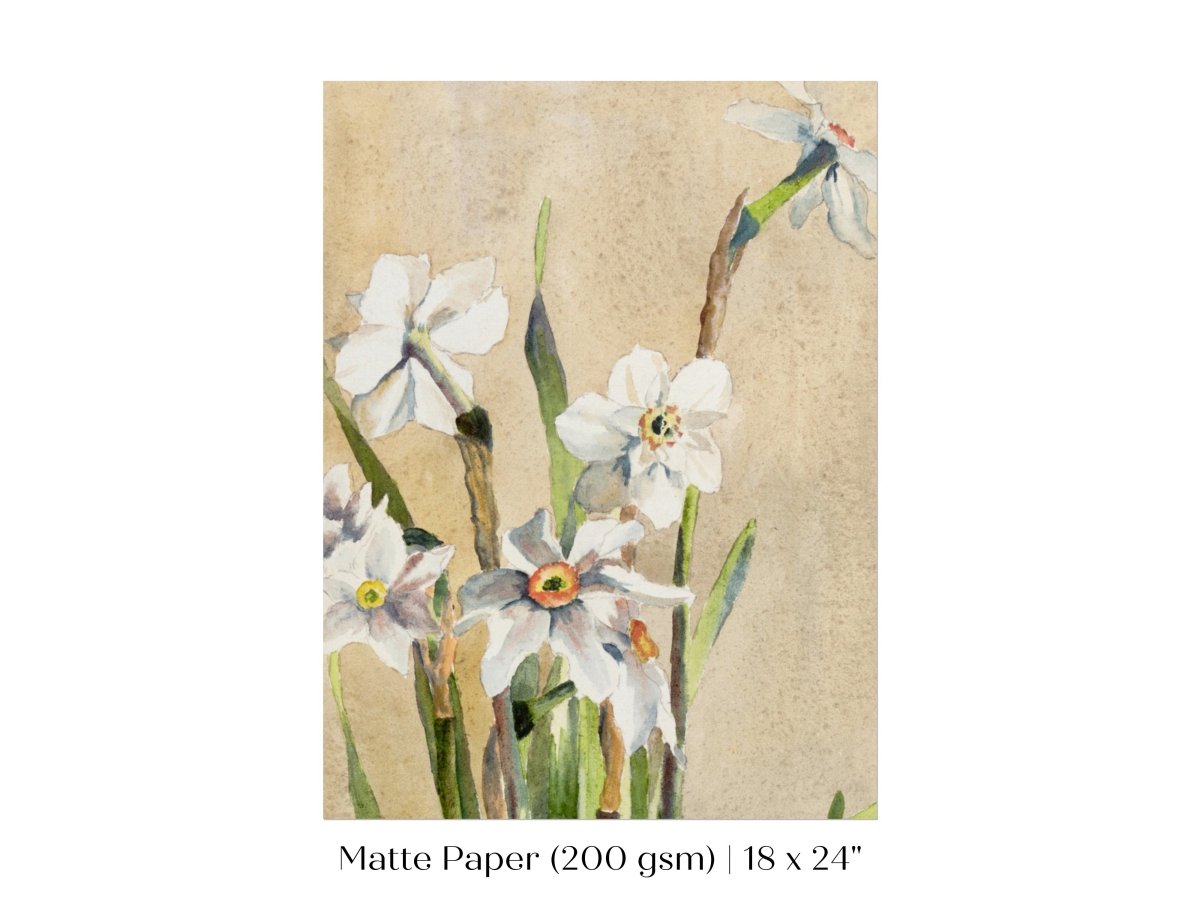 White Narcissus | P77 - Single Art Prints - Piccolo Fiore Prints