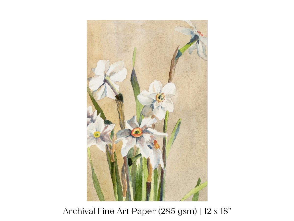 White Narcissus | P77 - Single Art Prints - Piccolo Fiore Prints