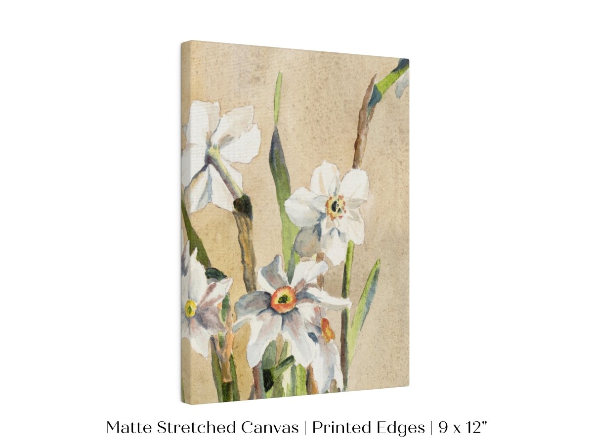 White Narcissus | P77 - Single Art Prints - Piccolo Fiore Prints