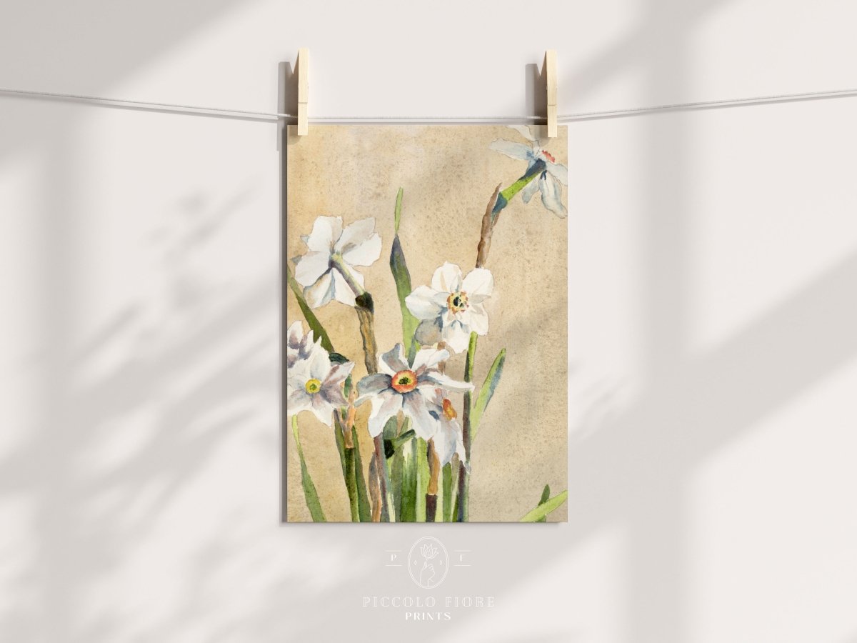 White Narcissus | P77 - Single Art Prints - Piccolo Fiore Prints