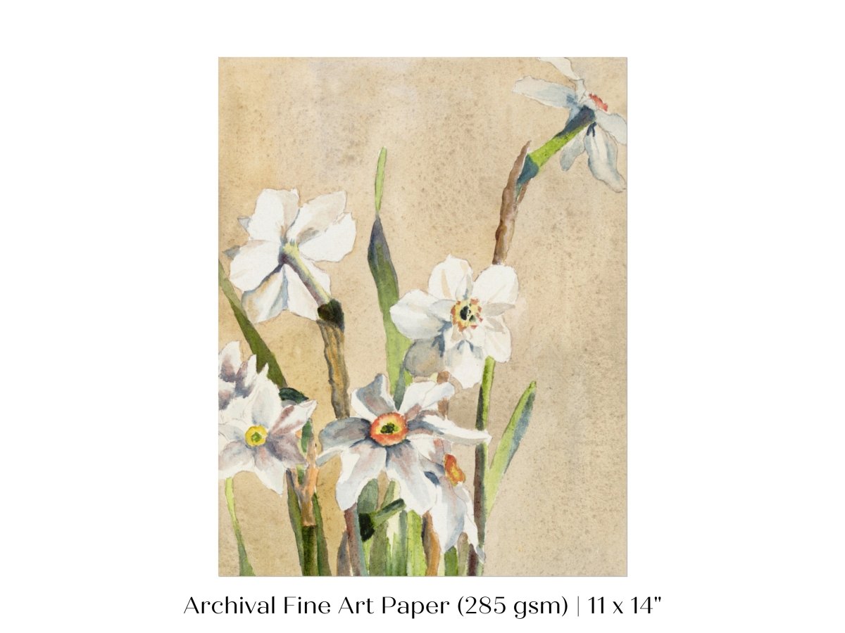 White Narcissus | P77 - Single Art Prints - Piccolo Fiore Prints