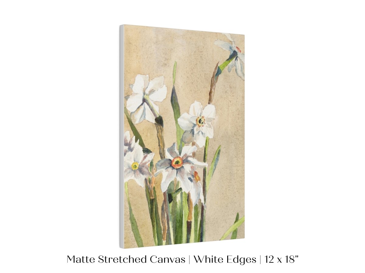 White Narcissus | P77 - Single Art Prints - Piccolo Fiore Prints