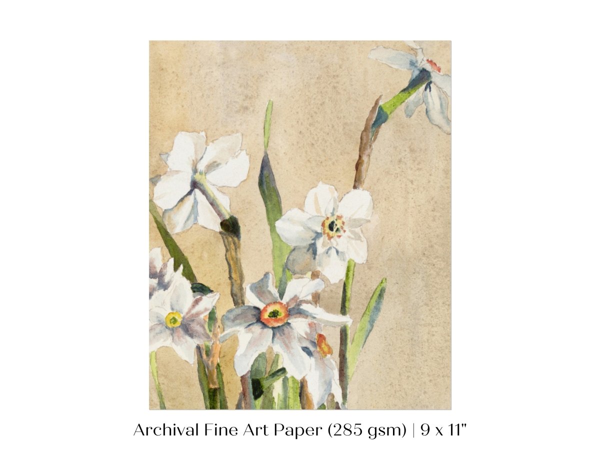 White Narcissus | P77 - Single Art Prints - Piccolo Fiore Prints