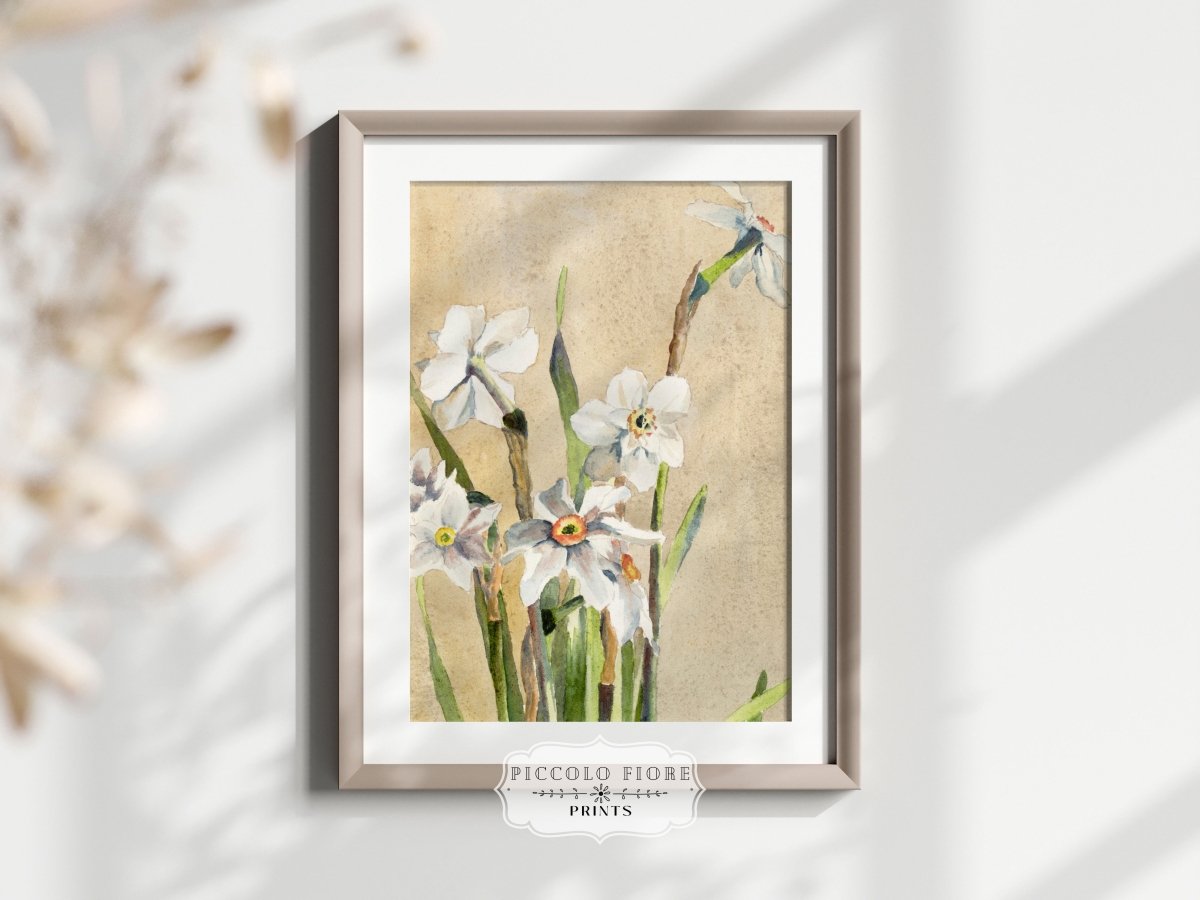 White Narcissus | P77 - Single Art Prints - Piccolo Fiore Prints