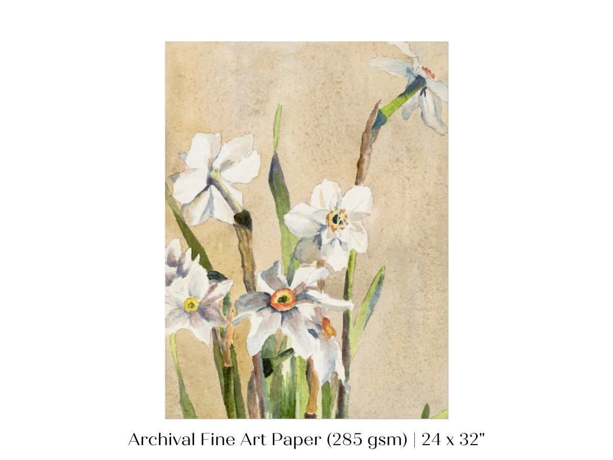 White Narcissus | P77 - Single Art Prints - Piccolo Fiore Prints