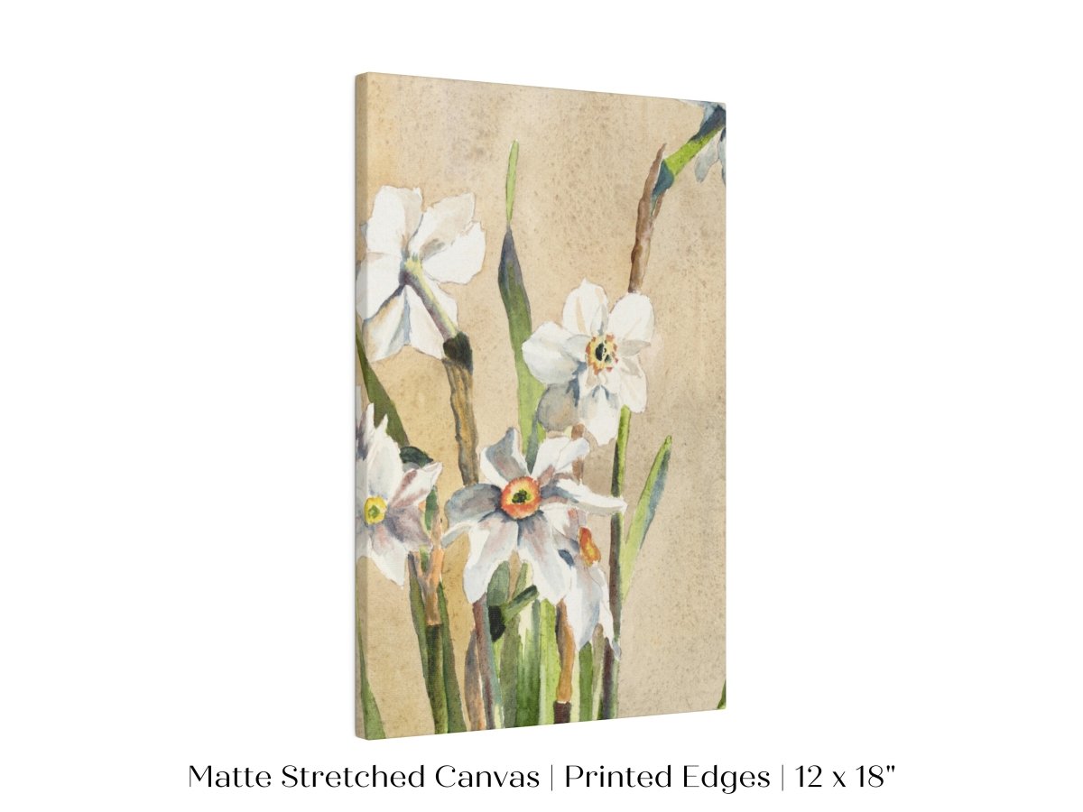 White Narcissus | P77 - Single Art Prints - Piccolo Fiore Prints