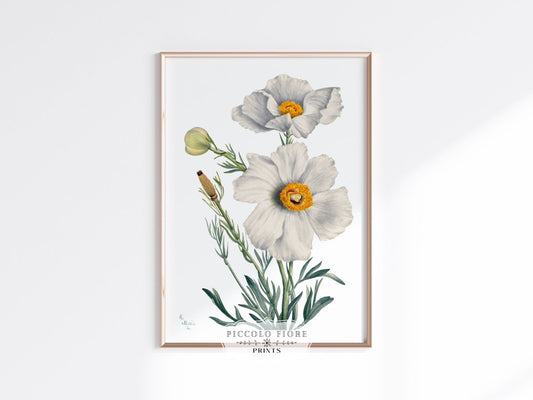 White Poppy Illustration | P79 - Single Art Prints - Piccolo Fiore Prints
