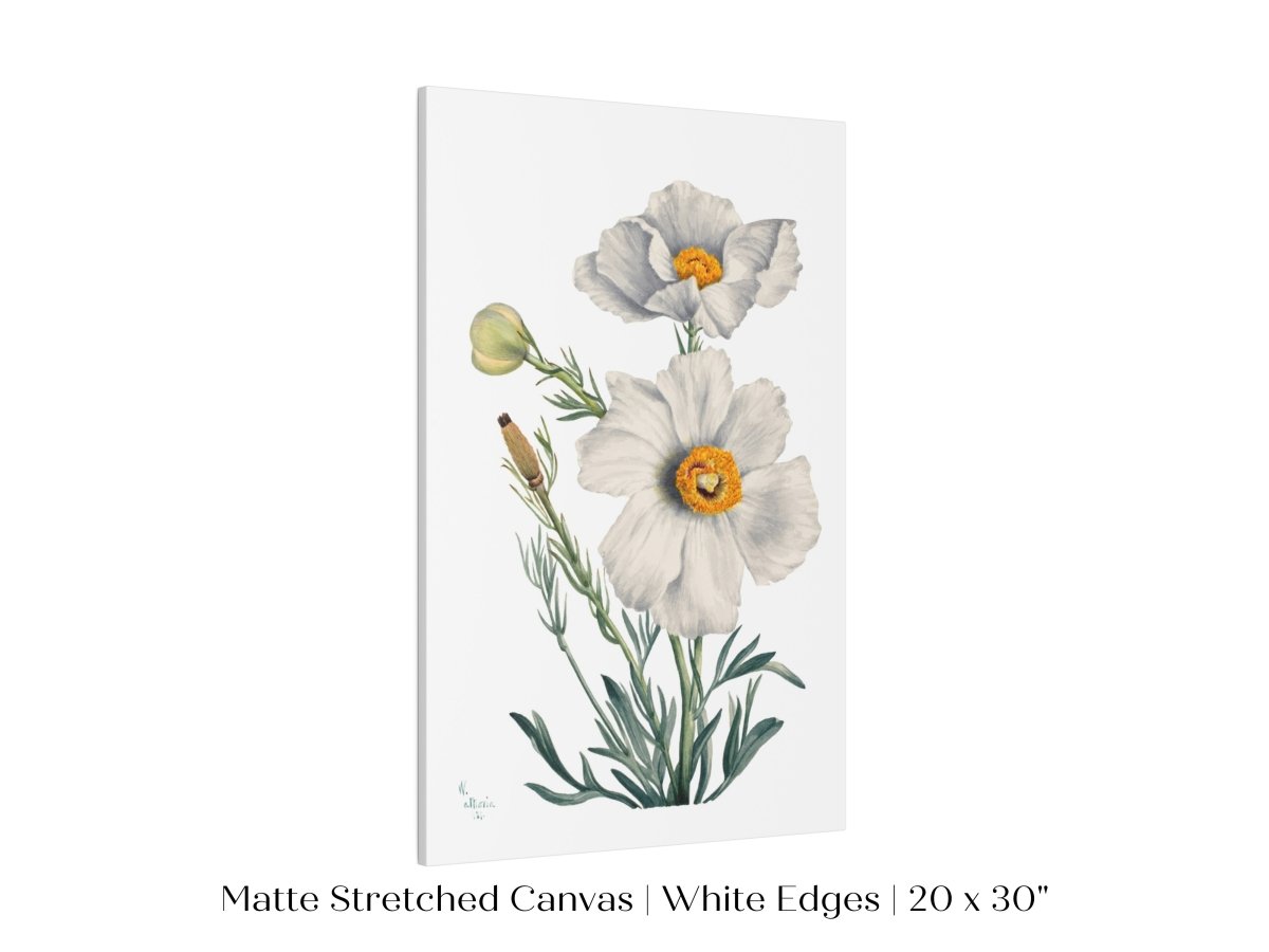 White Poppy Illustration | P79 - Single Art Prints - Piccolo Fiore Prints