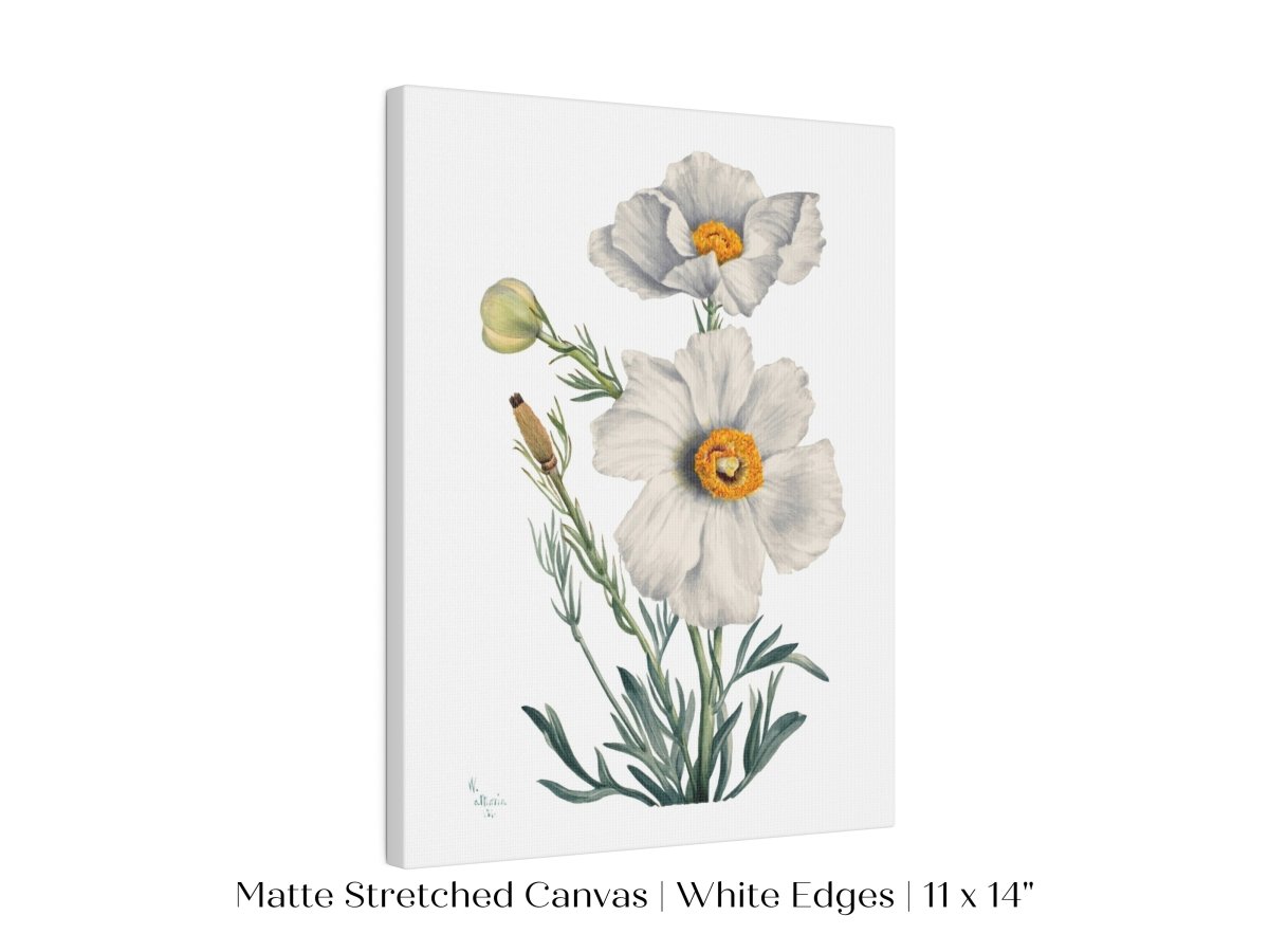White Poppy Illustration | P79 - Single Art Prints - Piccolo Fiore Prints