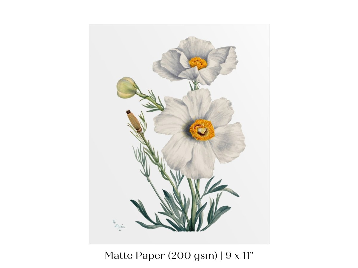 White Poppy Illustration | P79 - Single Art Prints - Piccolo Fiore Prints