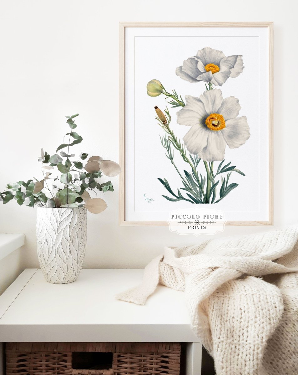 White Poppy Illustration | P79 - Single Art Prints - Piccolo Fiore Prints