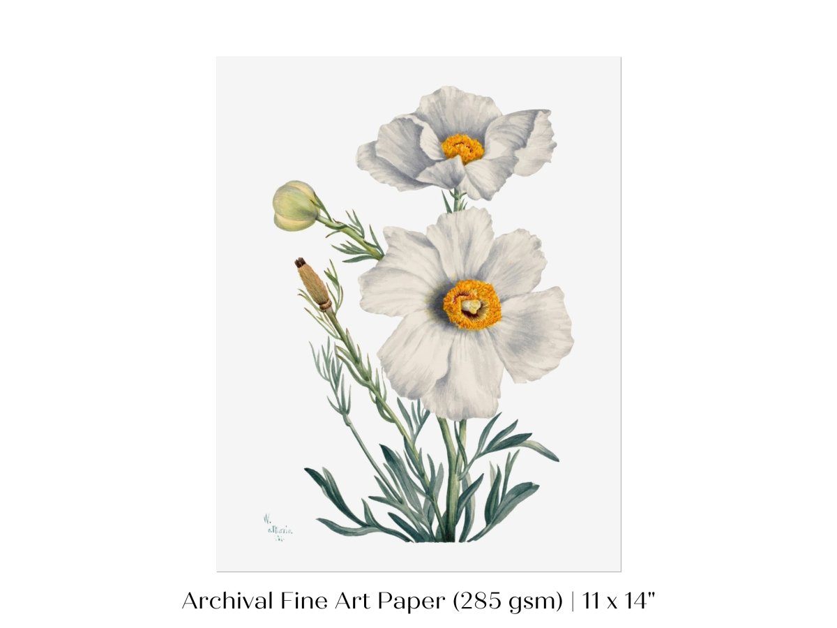 White Poppy Illustration | P79 - Single Art Prints - Piccolo Fiore Prints