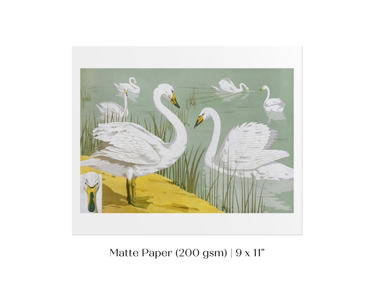 White Swans | P351 - Single Art Prints - Piccolo Fiore Prints
