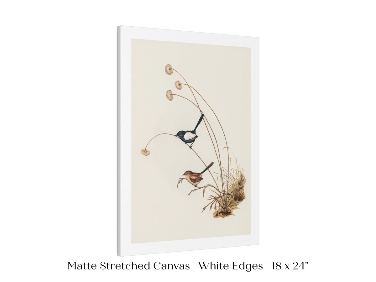 White - Winged Wren Illustration | P316 - Single Art Prints - Piccolo Fiore Prints