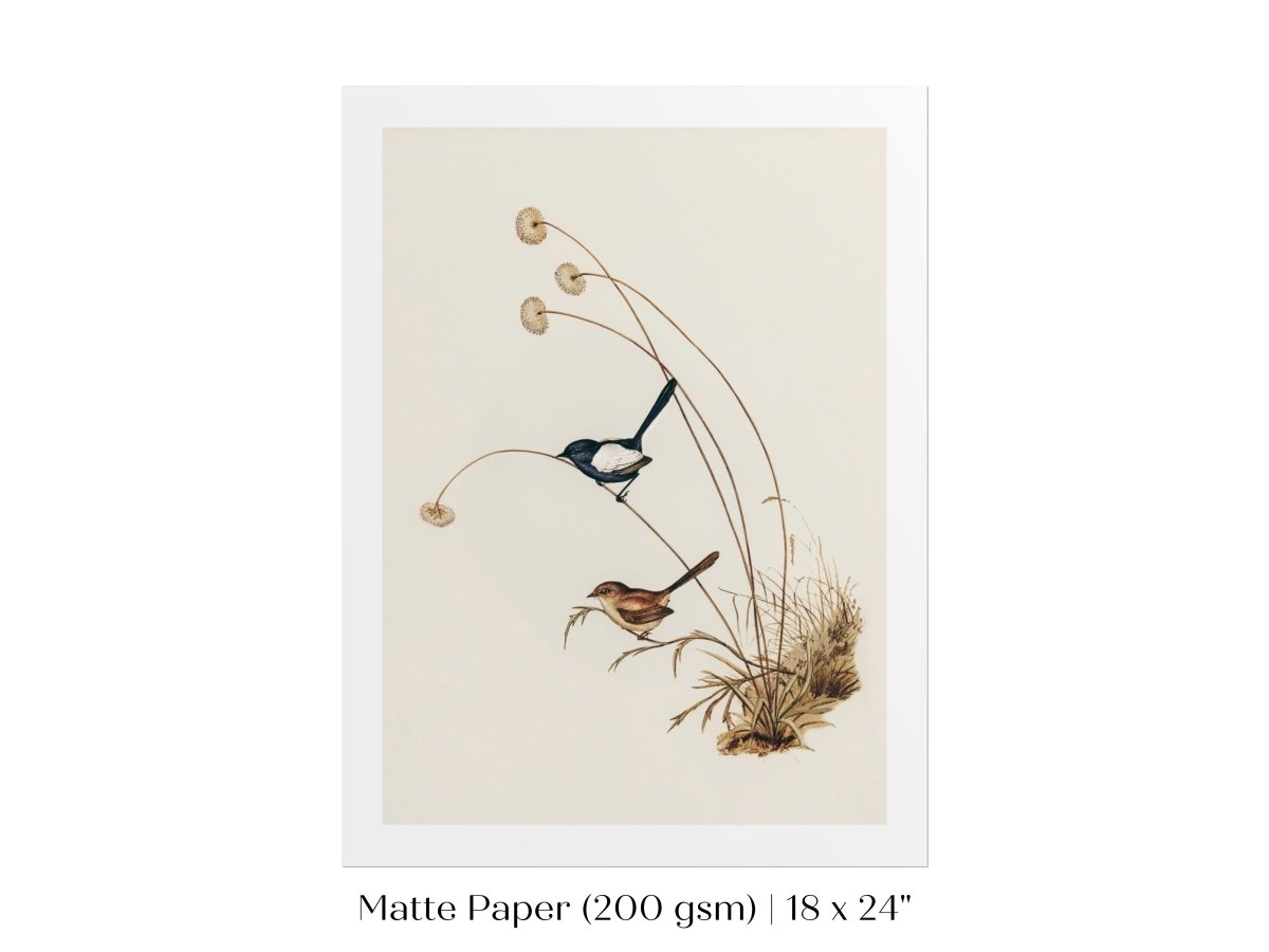 White - Winged Wren Illustration | P316 - Single Art Prints - Piccolo Fiore Prints