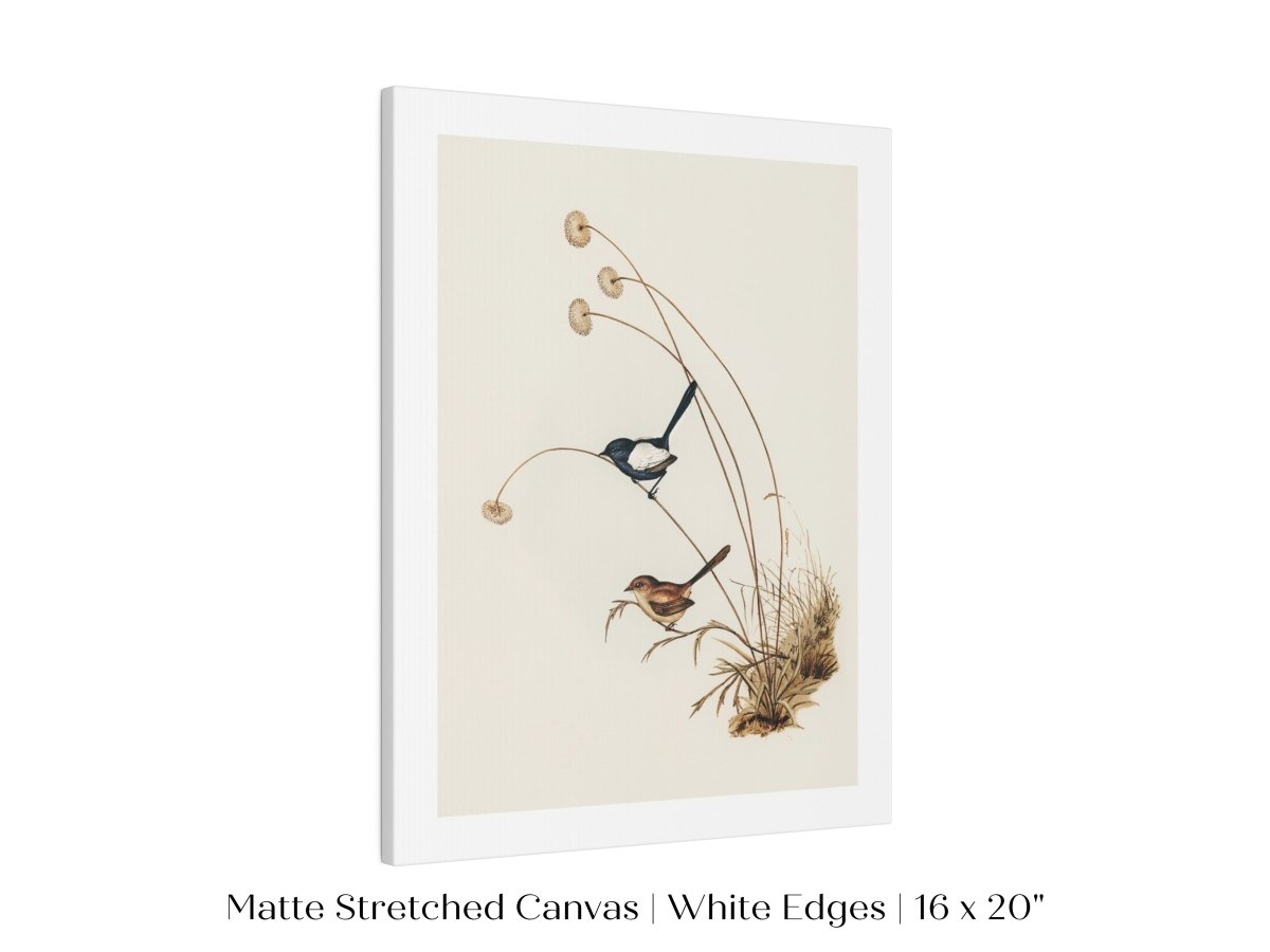 White - Winged Wren Illustration | P316 - Single Art Prints - Piccolo Fiore Prints