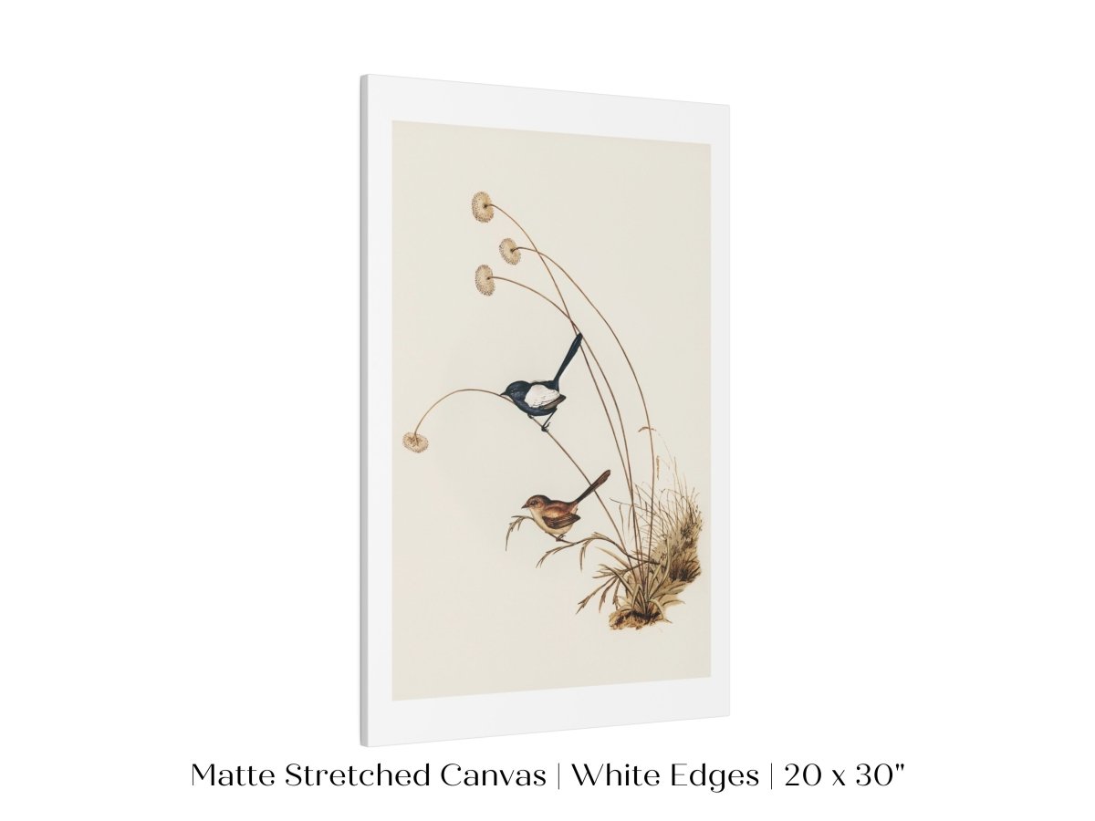 White - Winged Wren Illustration | P316 - Single Art Prints - Piccolo Fiore Prints