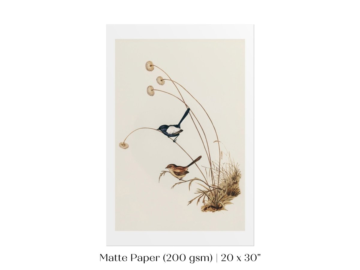 White - Winged Wren Illustration | P316 - Single Art Prints - Piccolo Fiore Prints