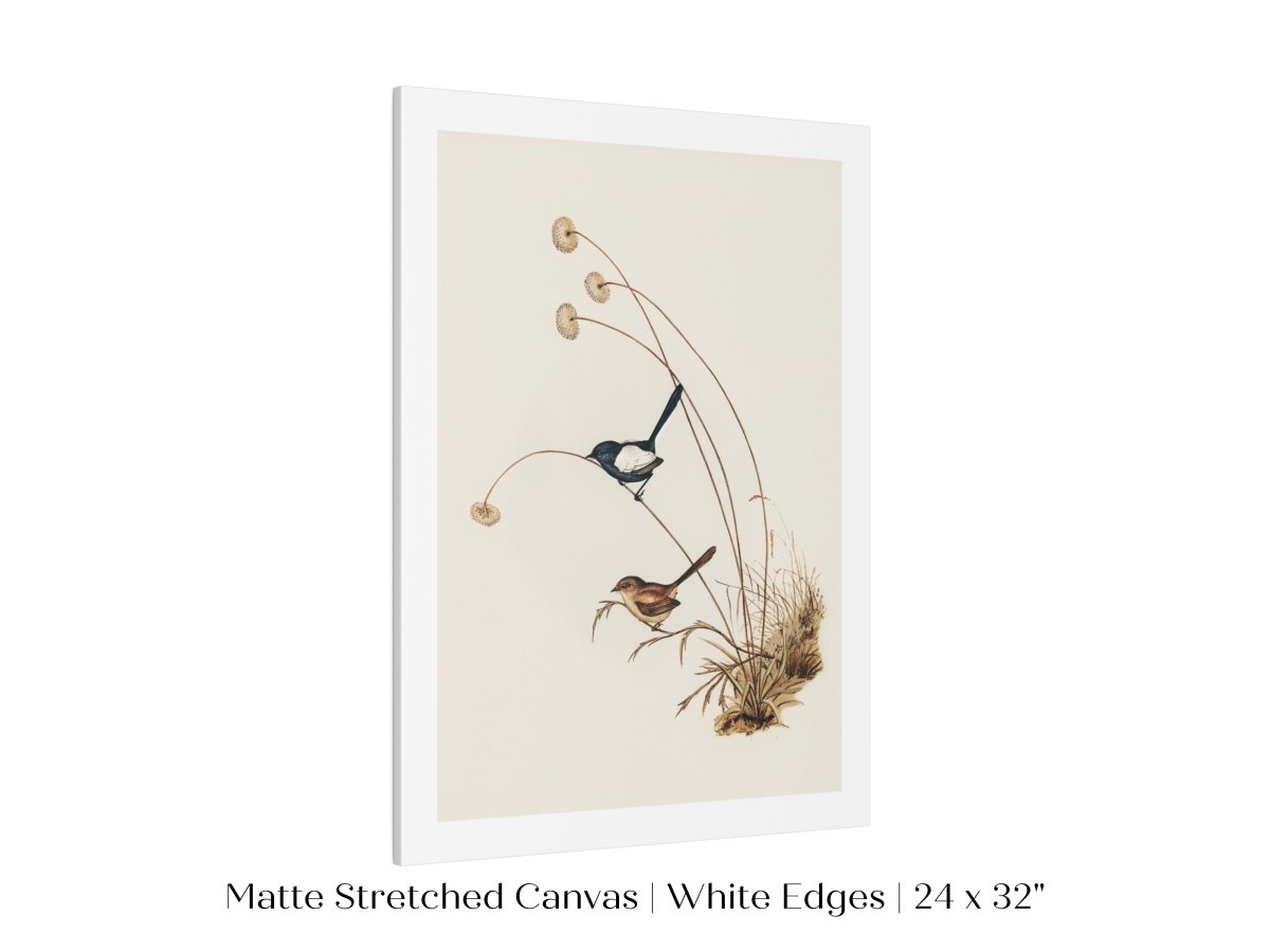 White - Winged Wren Illustration | P316 - Single Art Prints - Piccolo Fiore Prints