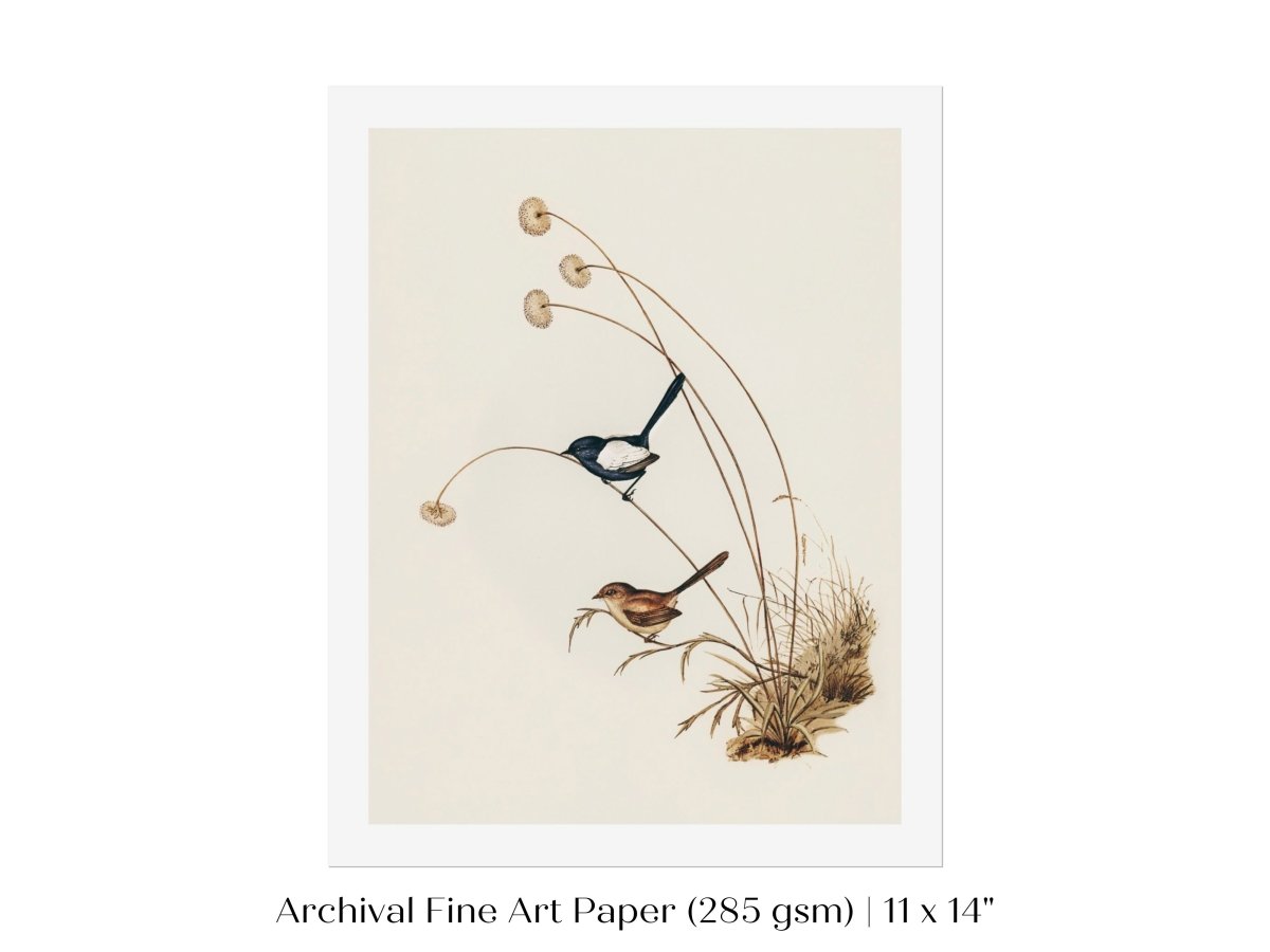 White - Winged Wren Illustration | P316 - Single Art Prints - Piccolo Fiore Prints