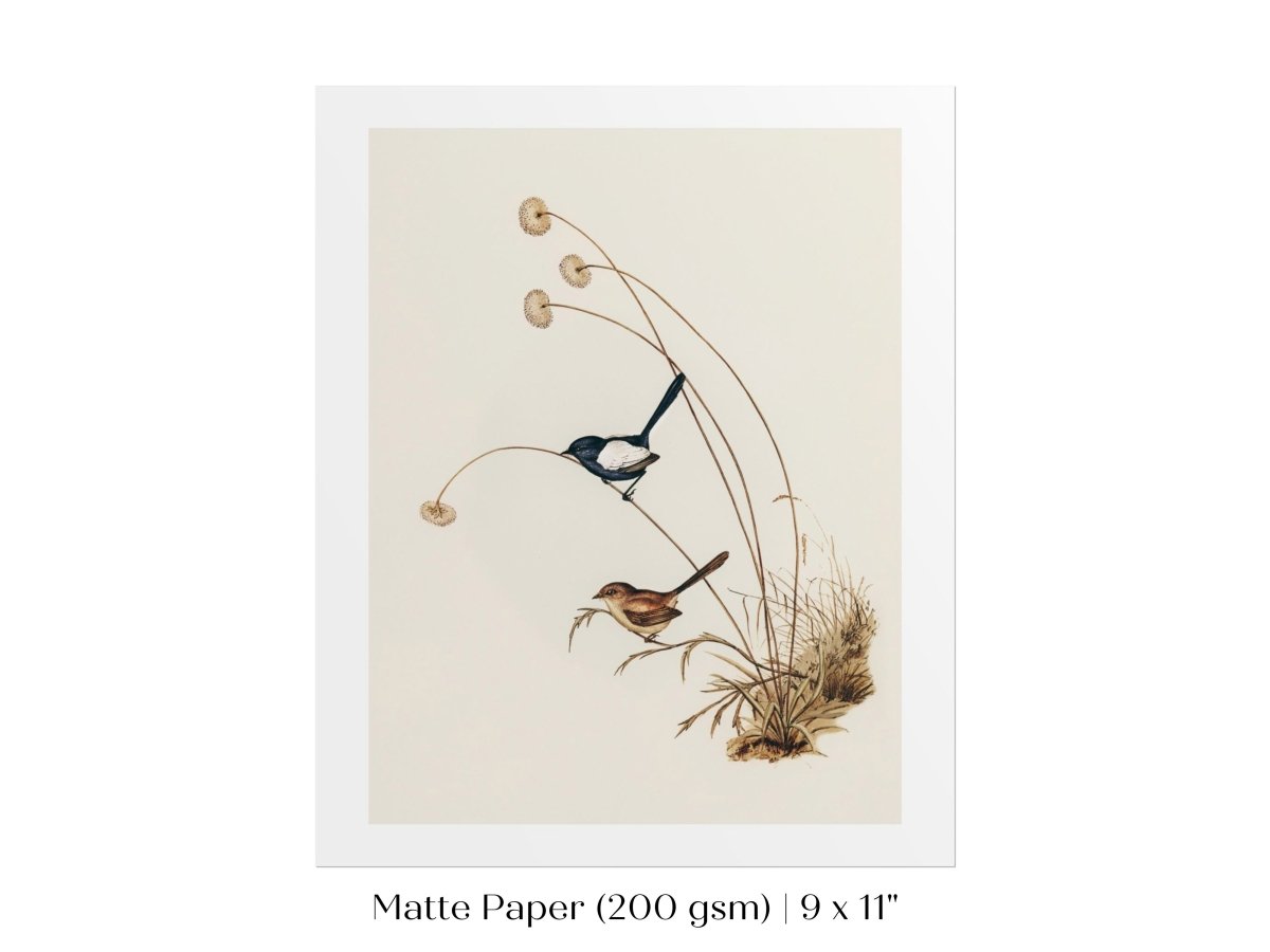 White - Winged Wren Illustration | P316 - Single Art Prints - Piccolo Fiore Prints