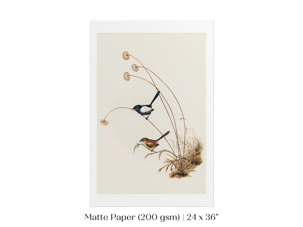 White - Winged Wren Illustration | P316 - Single Art Prints - Piccolo Fiore Prints