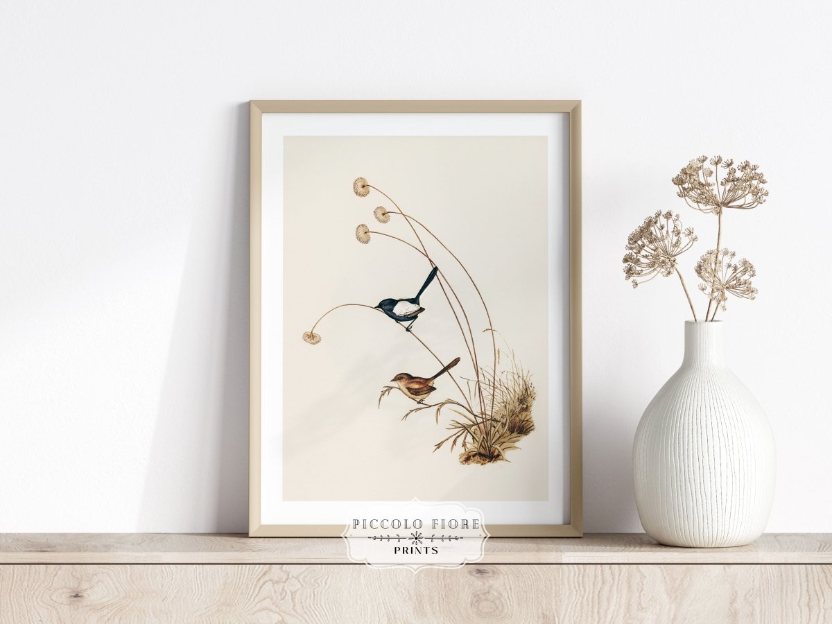 White - Winged Wren Illustration | P316 - Single Art Prints - Piccolo Fiore Prints