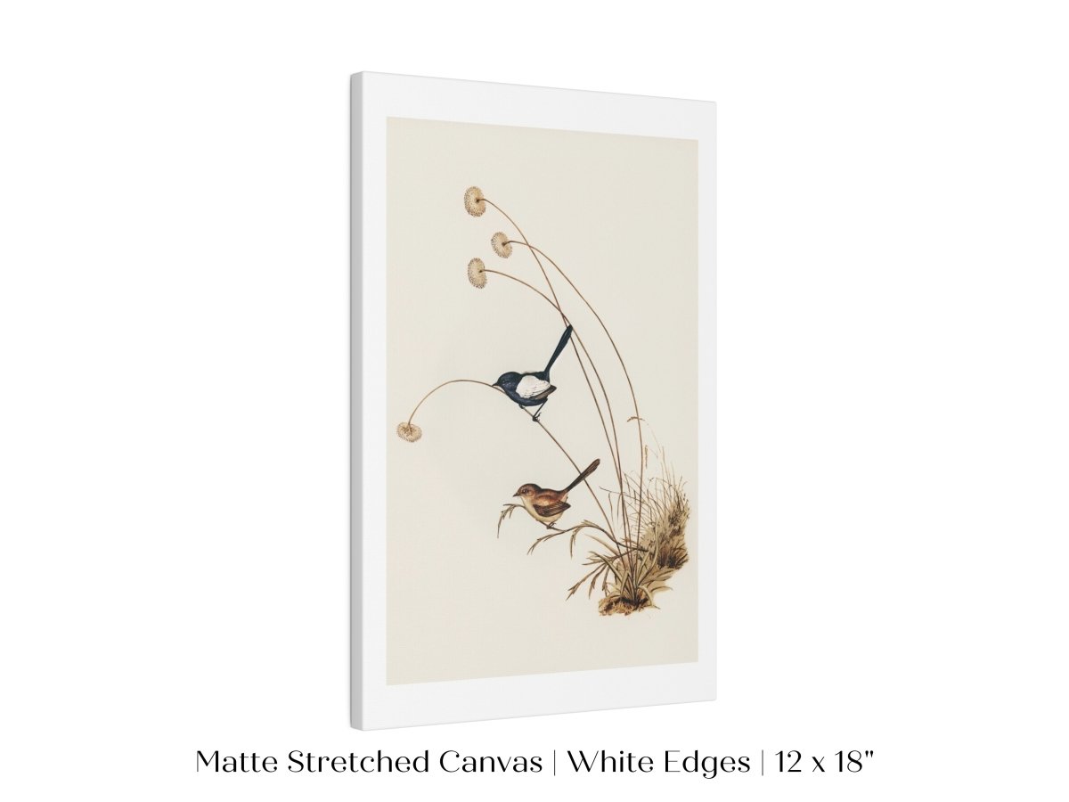 White - Winged Wren Illustration | P316 - Single Art Prints - Piccolo Fiore Prints