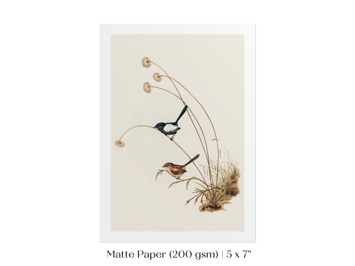 White - Winged Wren Illustration | P316 - Single Art Prints - Piccolo Fiore Prints