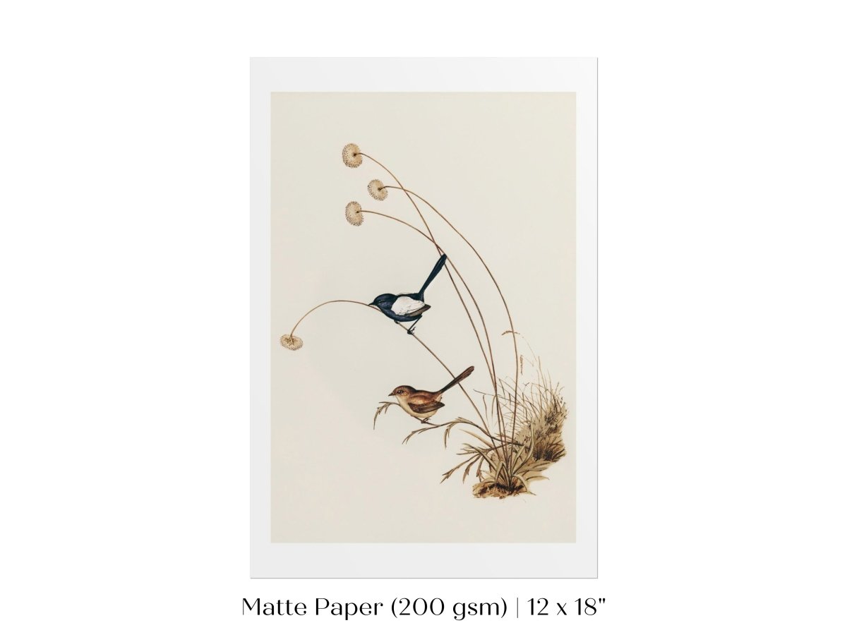 White - Winged Wren Illustration | P316 - Single Art Prints - Piccolo Fiore Prints