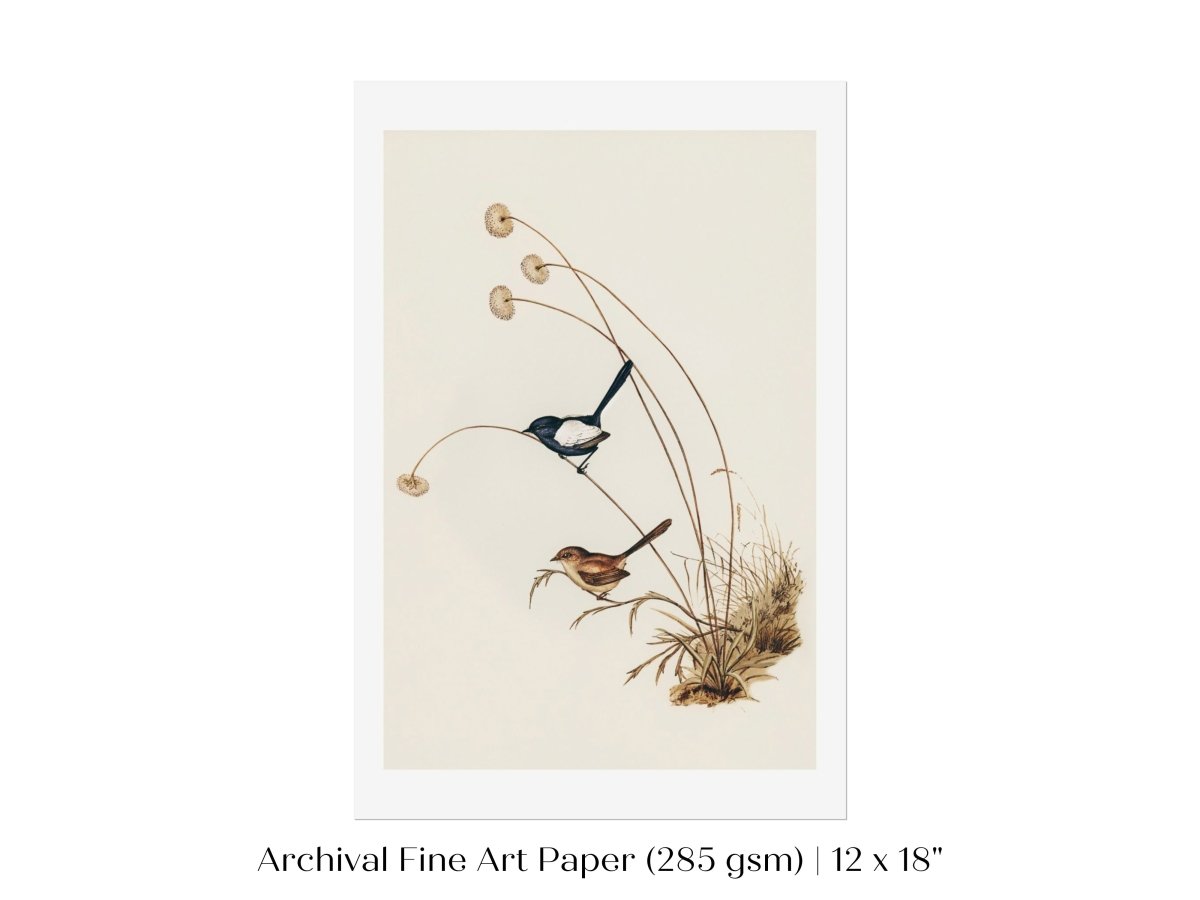 White - Winged Wren Illustration | P316 - Single Art Prints - Piccolo Fiore Prints